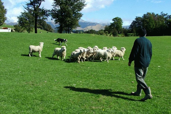 Sheep Dog Work